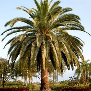 Photo: Tamborine Palms